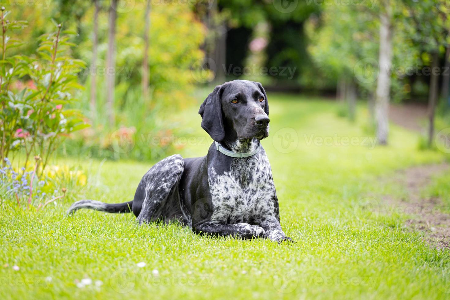 German Shorthaired Pointer lying on the grass. Hunting dog. photo