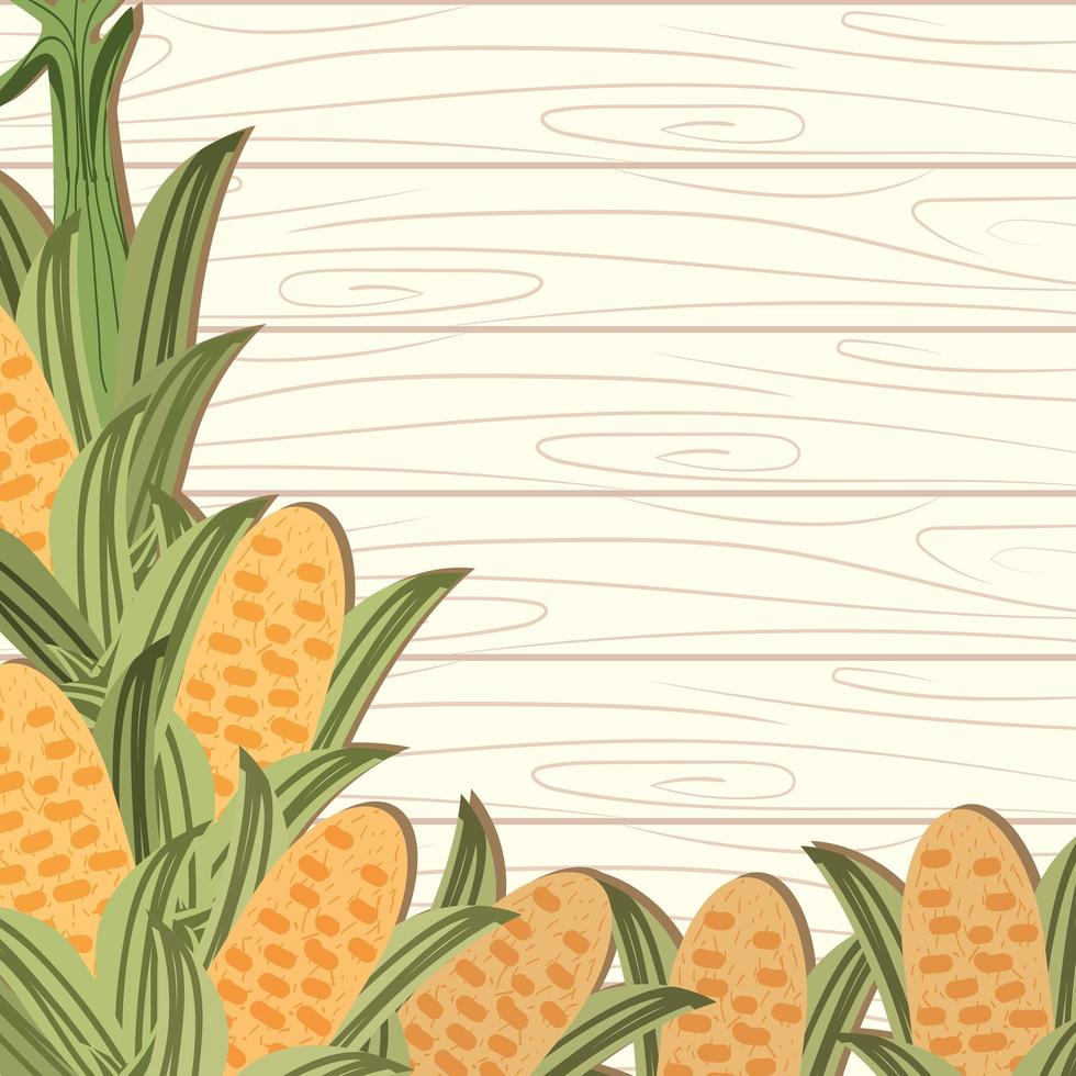 corn cobs on wooden vector