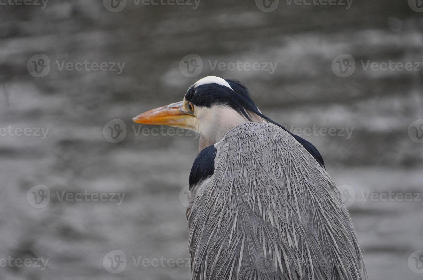 Penguin bird animal photo