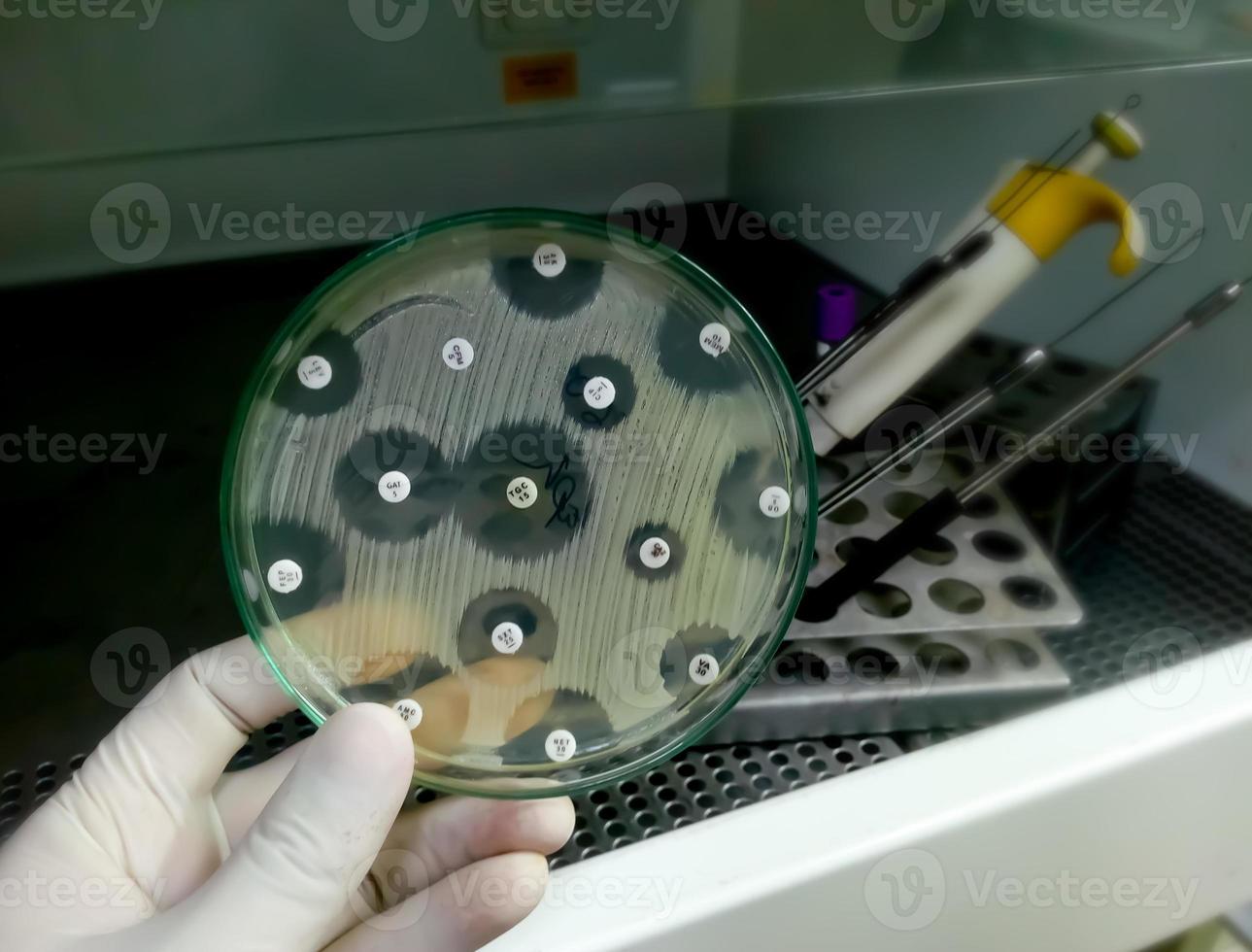 Antimicrobial susceptibility testing in petri dish. Antibiotic resistance of bacteria photo