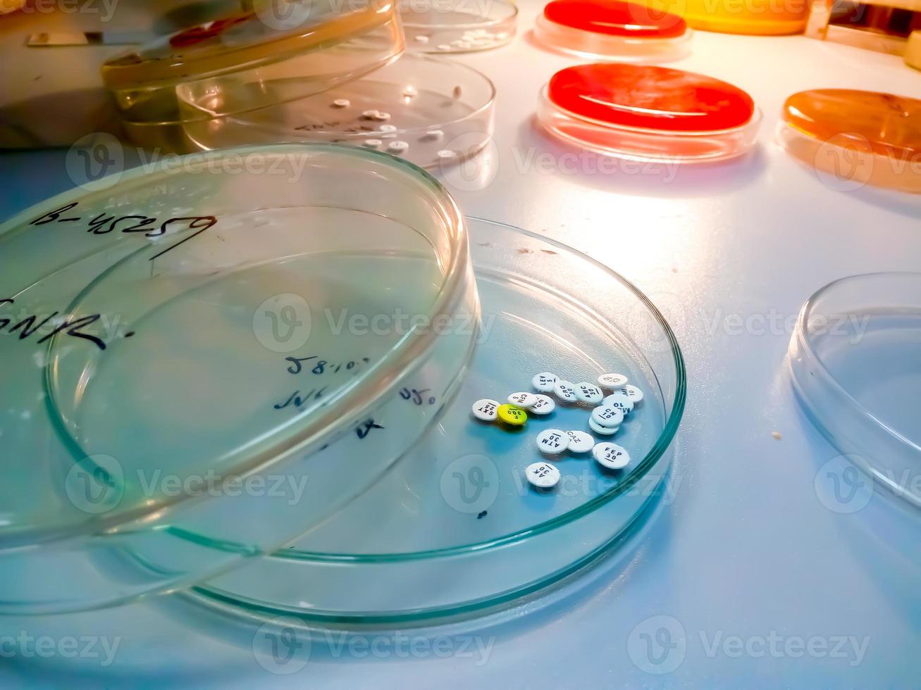 Antibiotic disk or disk drug ready for diagnosis antimicrobial susceptibility testing in culture plate. Drug sensitivity test, antibiotic sensitivity. photo