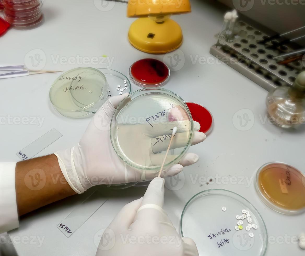 Científico o microbiólogo que trabaja para preparar un plato de perti que luego se utiliza para diagnosticar la resistencia de los microorganismos a los antibióticos foto