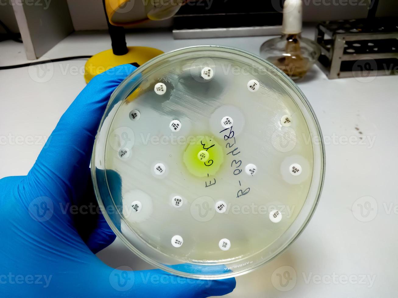 Antimicrobial susceptibility testing in petri dish. Test for drugs resistance in bacteria photo