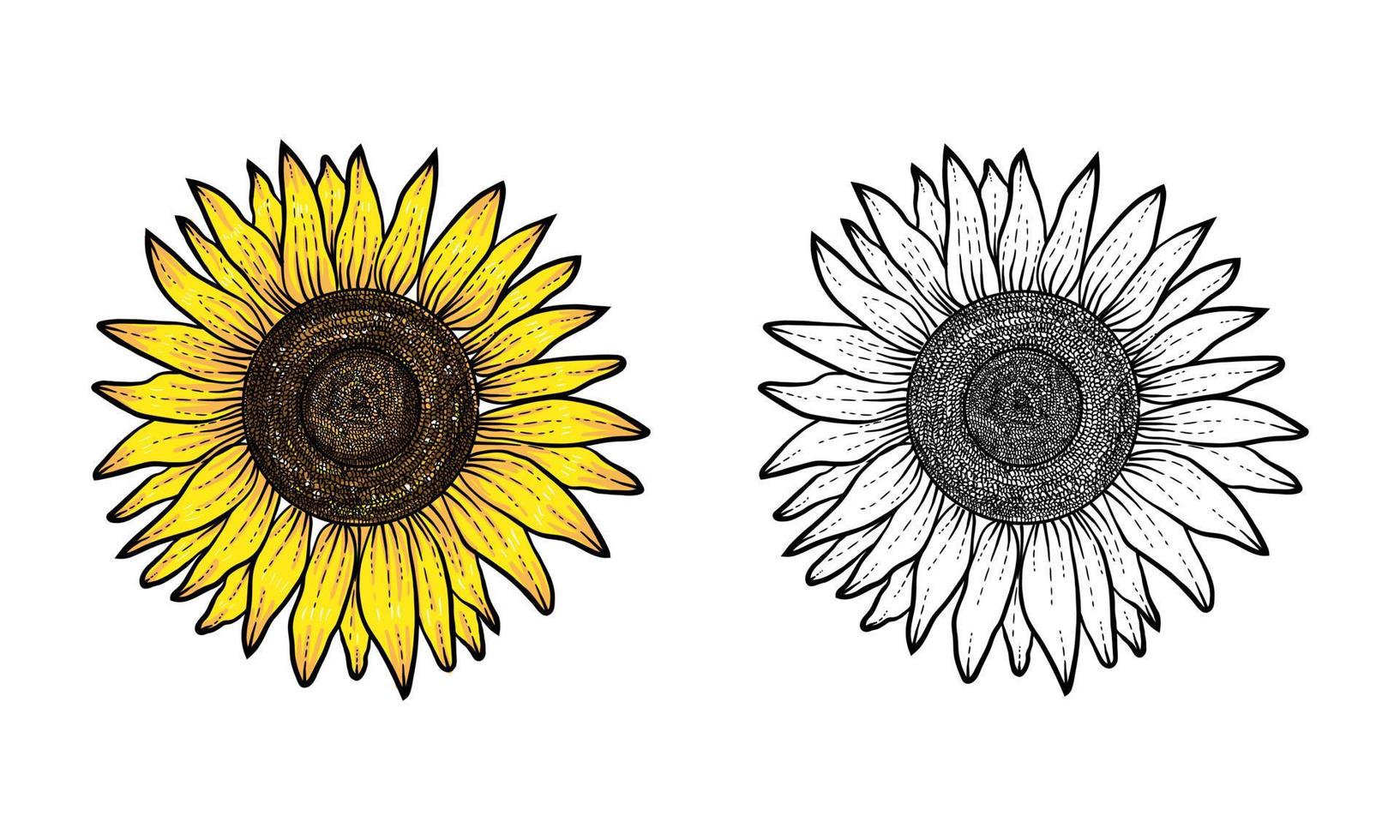 girasol dibujado a mano con color y blanco negro, vector de flor, girasol dibujado a mano, ilustración de girasol