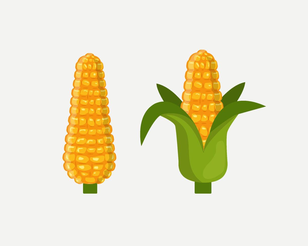 Ilustración de maíz, dos vectores de maíz, diseño de maíz aislado sobre fondo blanco.