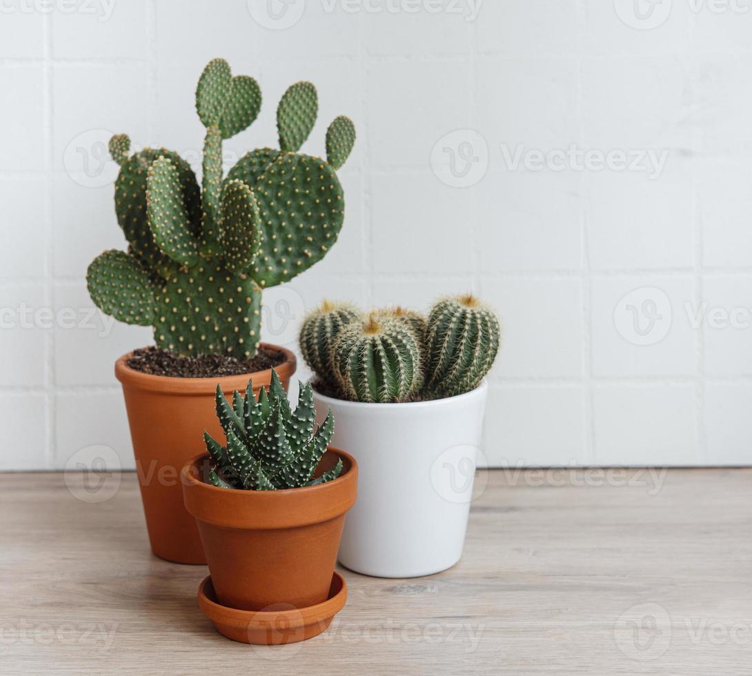 Cactuses and succulent plant in  pots on the table photo