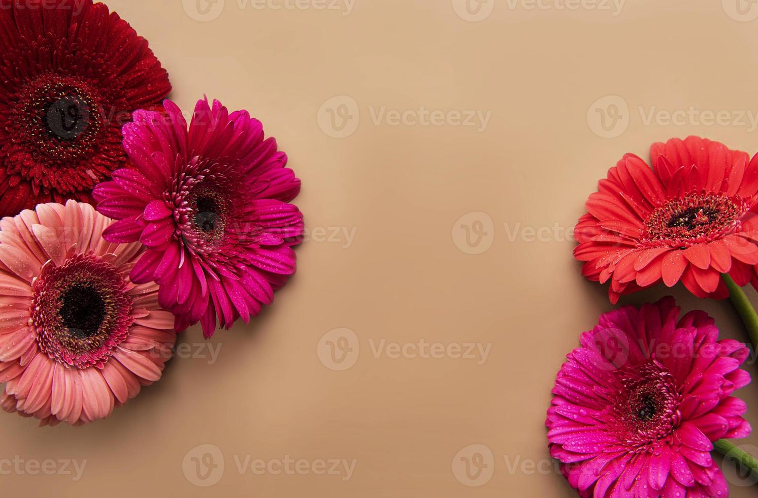 Frame of  gerbera flowers on a light brown background, top view, copy space, flat lay. photo