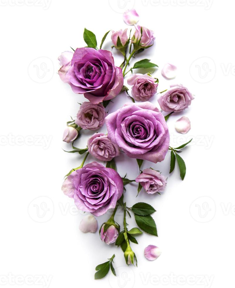 Framework from roses on white background. photo