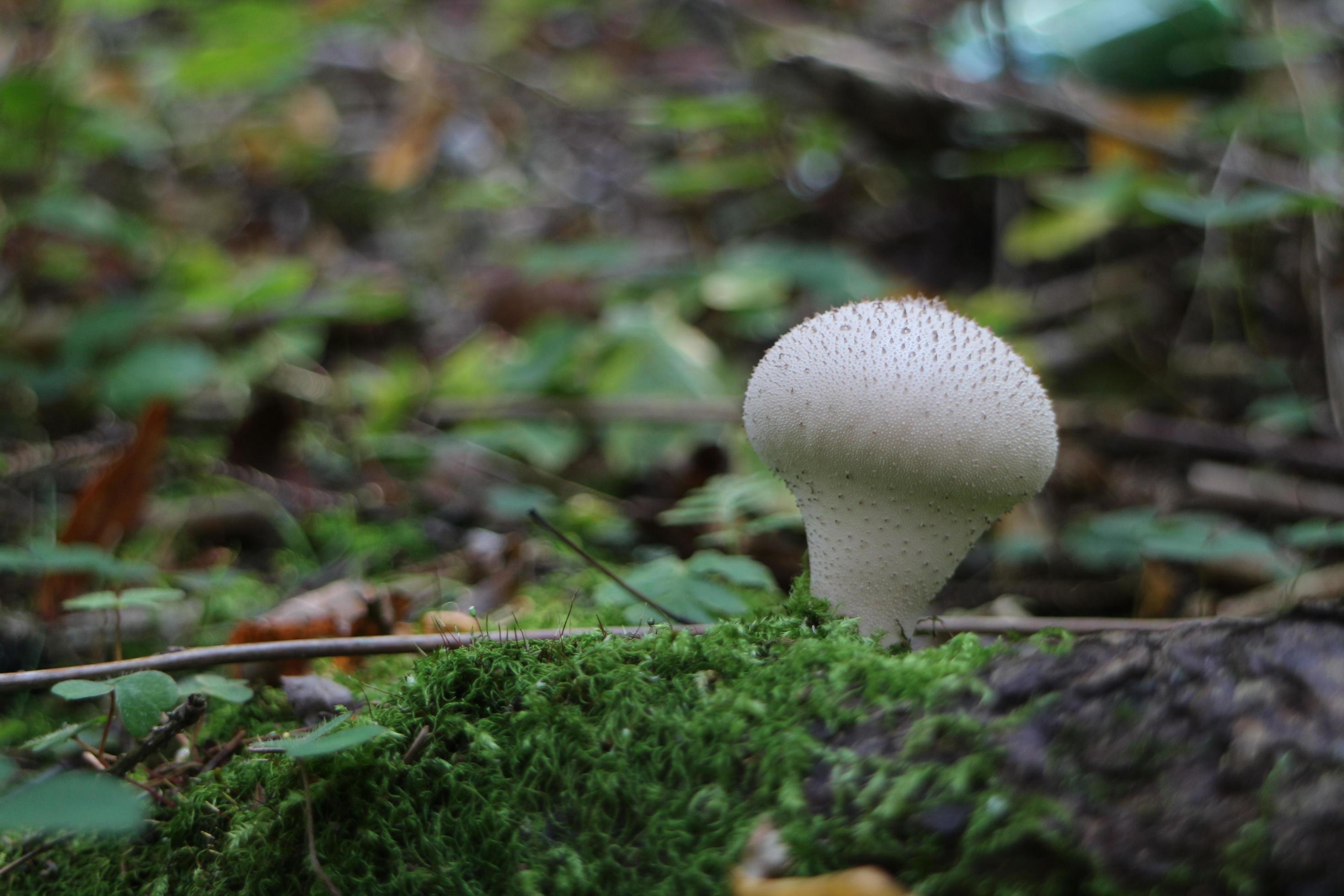 mushroom raincoat in nature close-up 4967980 Stock Photo at Vecteezy