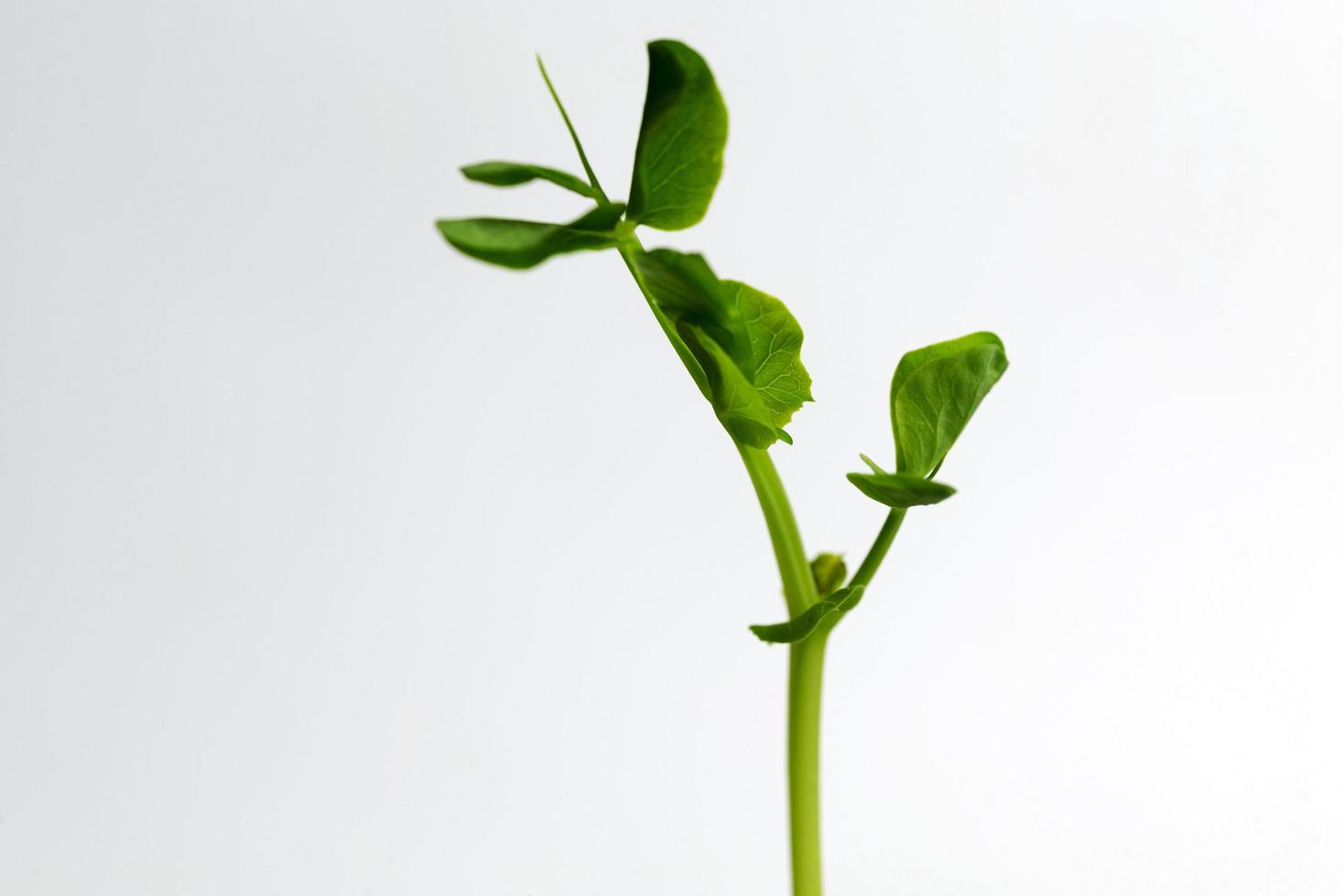 Young sprout on white background photo