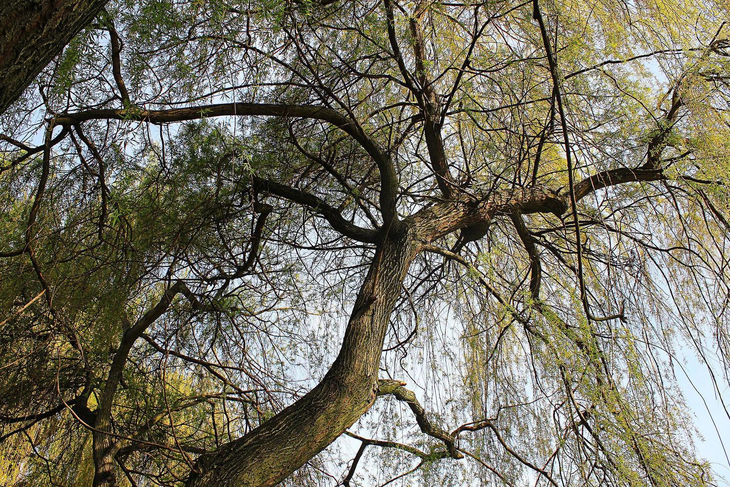 The tree and branches. photo