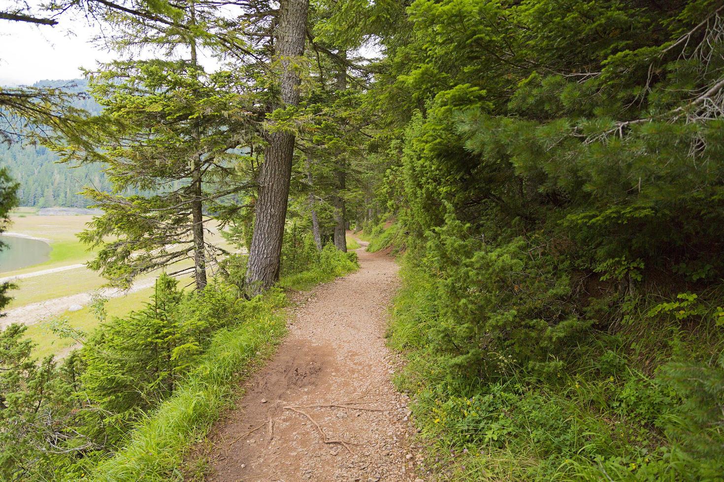 Forest and trail. photo