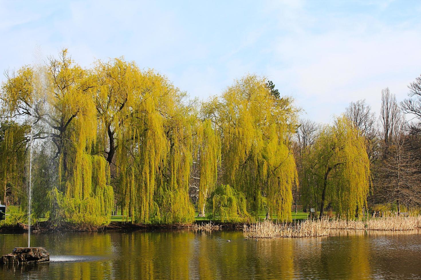 The trees and fountain. photo