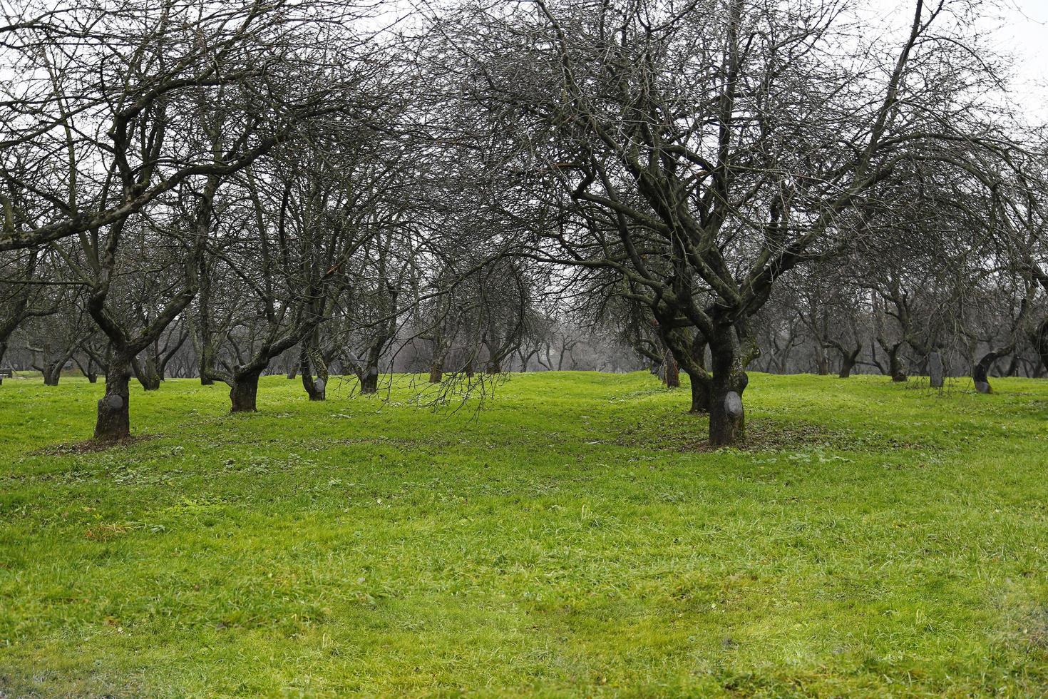 hermosos árboles en el parque. foto