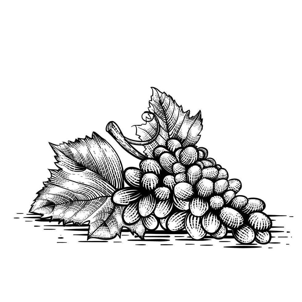 illustration of grape in engraving style free Vector