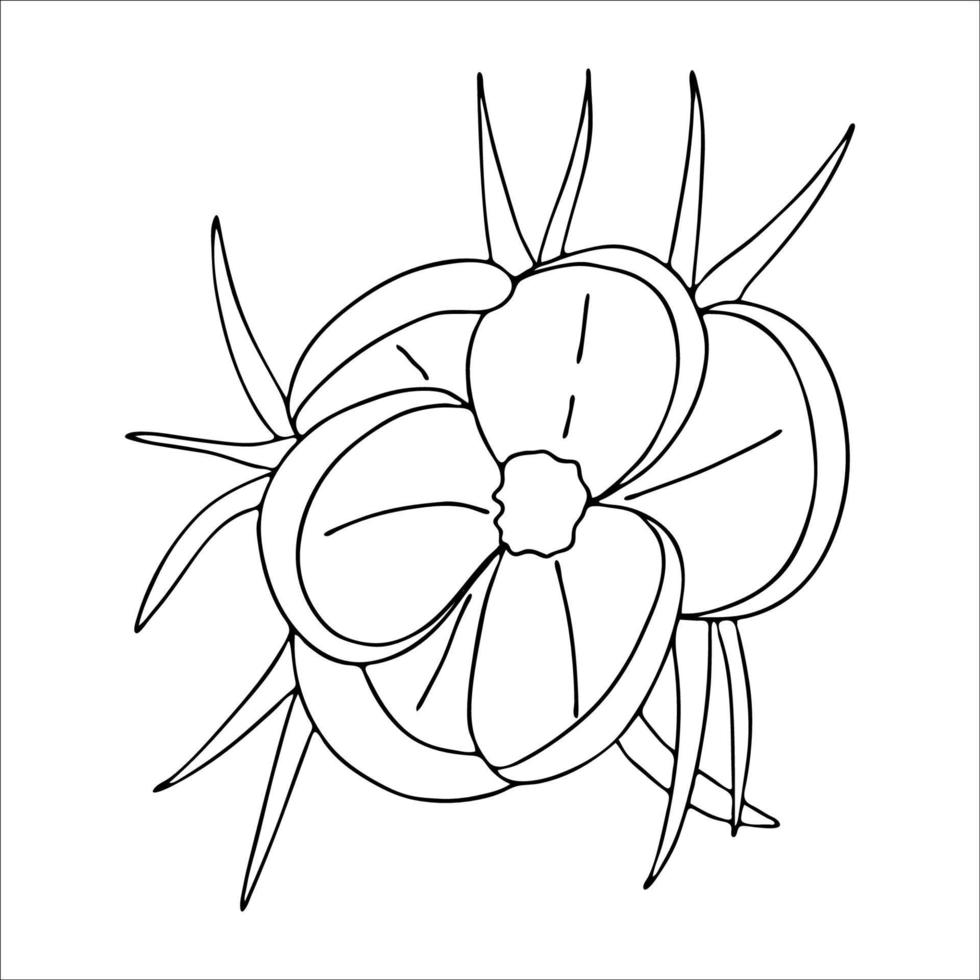 Crocus crocus drawing.the first spring flowers in the doodle style.black and white image.coloring of flowers.floristics para decoración, postales, bodas, cumpleaños, ilustración vectorial vector