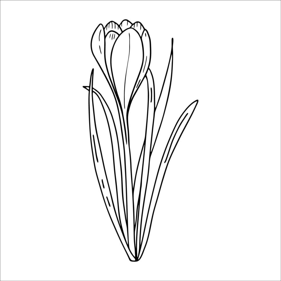 Crocus outline drawing.The first spring flowers in the Doodle style ...