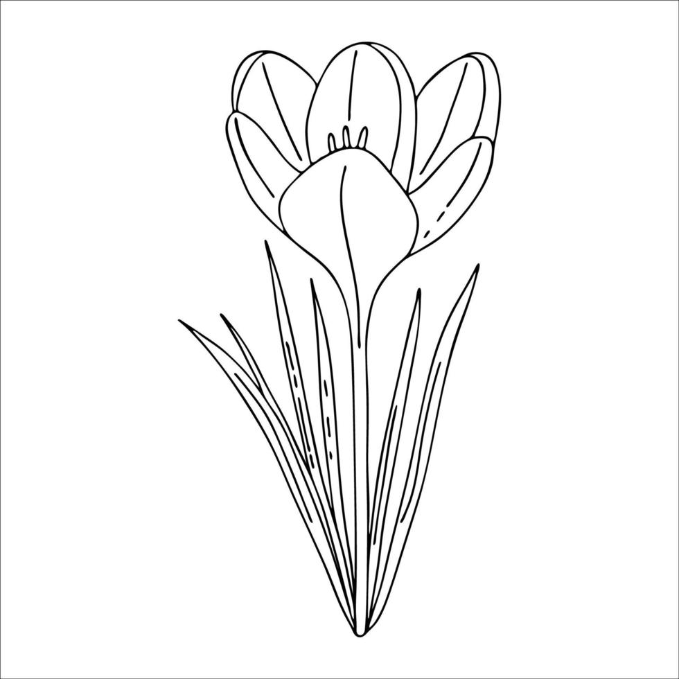 Crocus outline drawing.The first spring flowers in the Doodle style ...