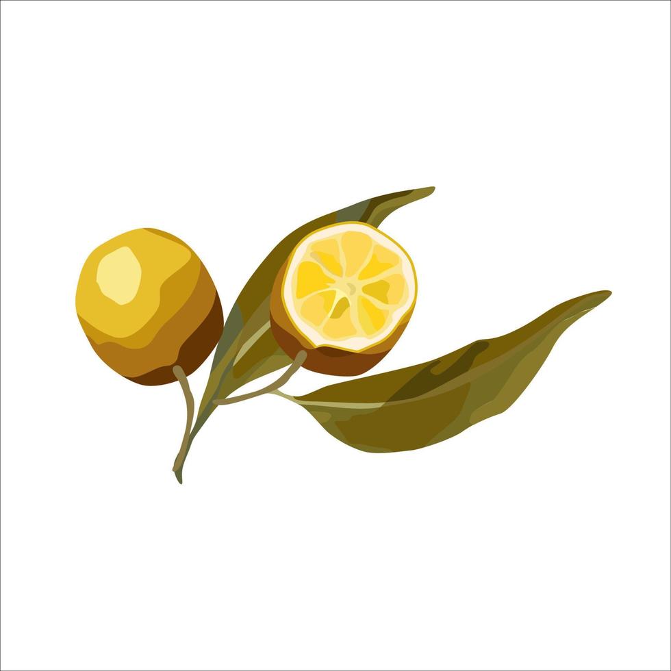 Vector realistic lemon