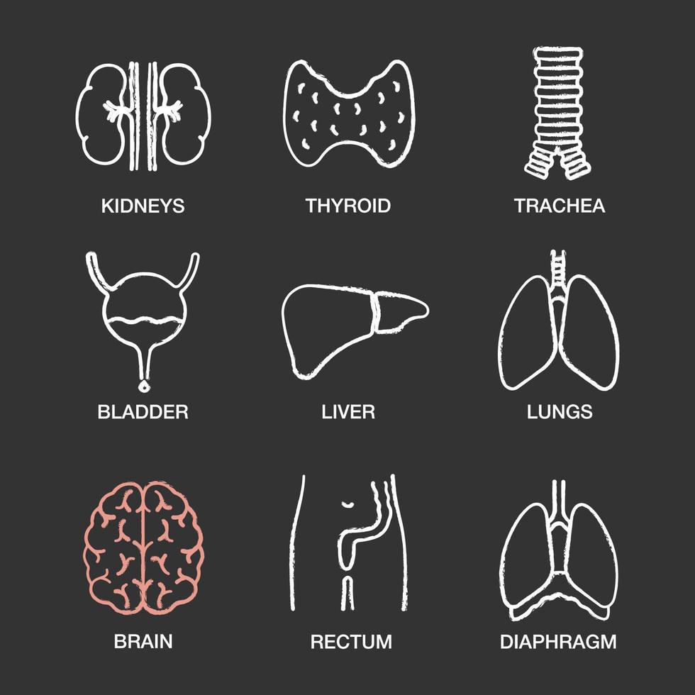 Conjunto de iconos de tiza de órganos internos humanos. riñones, tiroides, tráquea, vejiga urinaria, hígado, pulmones, cerebro, recto, diafragma. ilustraciones de pizarra vector aislado