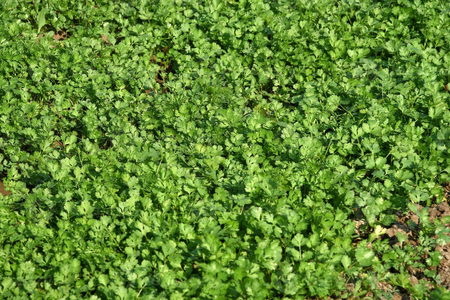 Fresh green coriander in garden or farm field 4976044 Stock Photo at