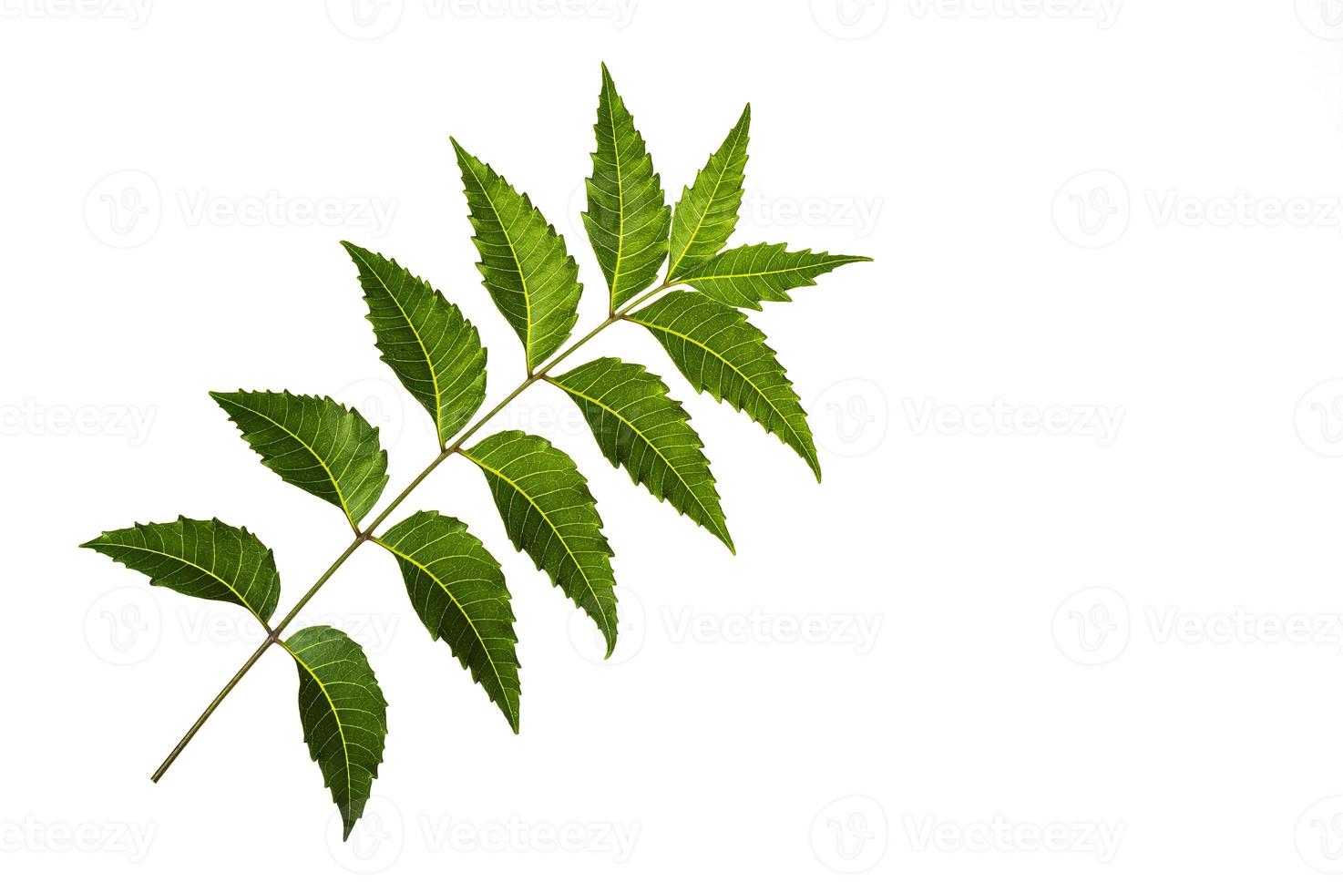 Hoja de neem medicinal sobre fondo blanco. azadirachta indica. foto