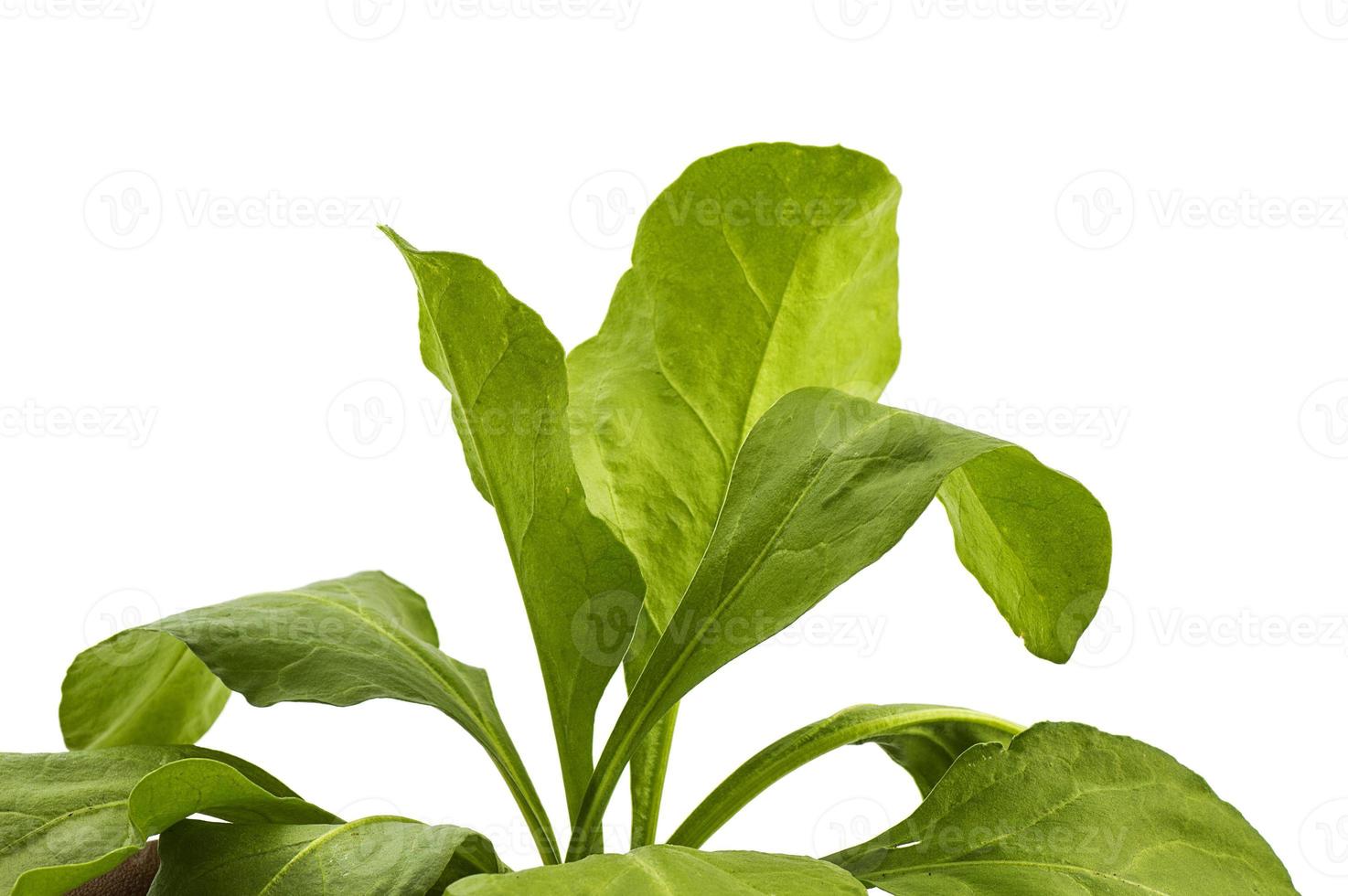 Close up of fresh green spinach isolated on white background photo