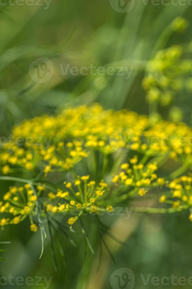 Flower of green dill Anethum graveolens grow in agricultural field. photo
