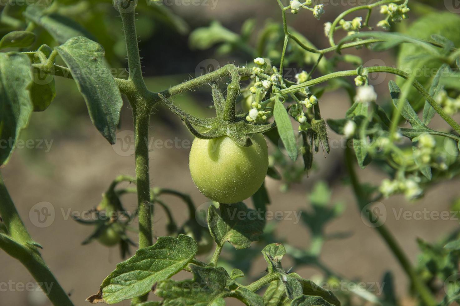 Fresh tomato plant in organic farm photo