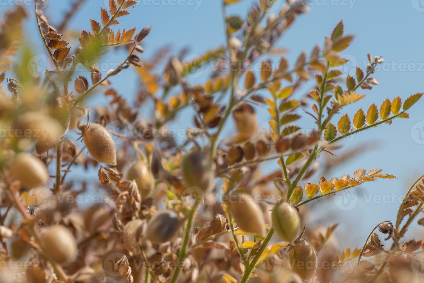 vaina de garbanzos con plantas jóvenes verdes en el campo agrícola, primer plano. foto