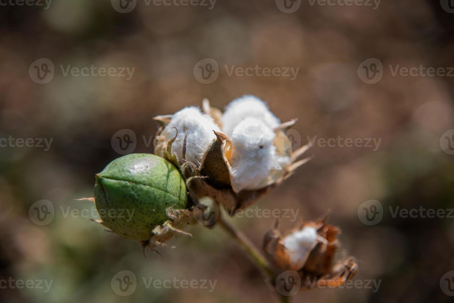 Cotton farm field, Close up of cotton balls and flowers. photo