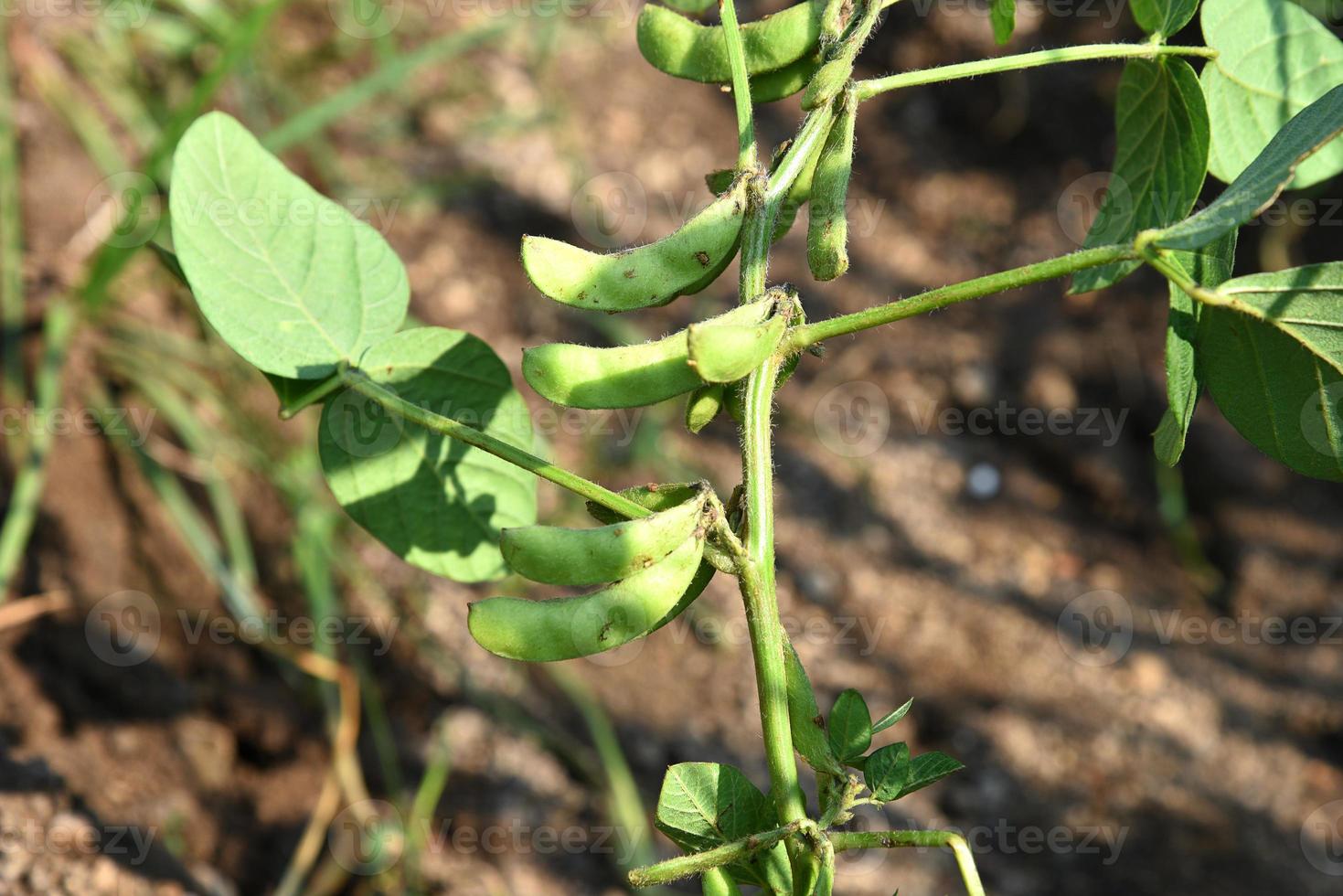 Fresh green soy plants in the farm field photo