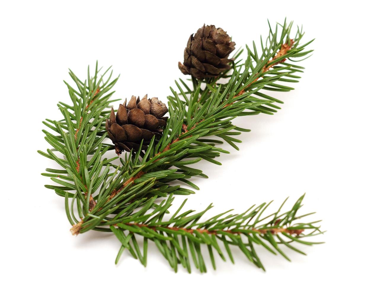 Two spruce cones on a Christmas branch spruce isolated on white background photo