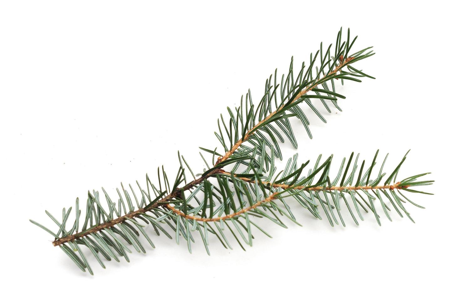 one christmas tree branch isolated on white background. photo