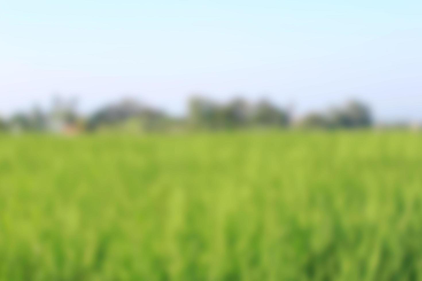 corn garden blur background 4976835 Stock Photo at Vecteezy