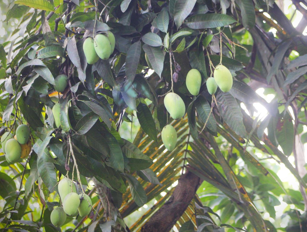 bunch of young mangoes photo