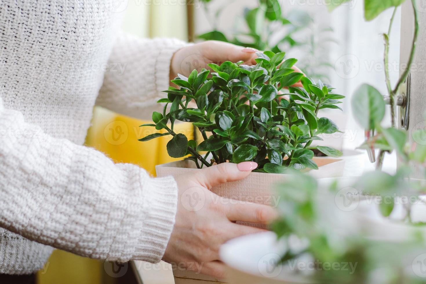 mujer sostiene una maceta con una planta casera en sus manos. foto