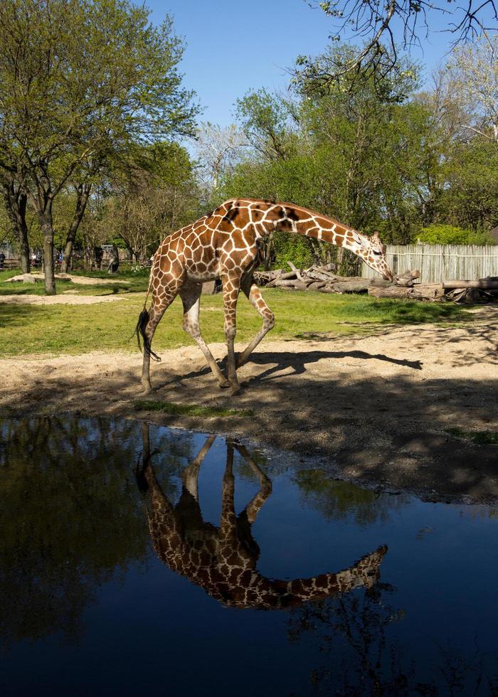 Giraffe on the move photo