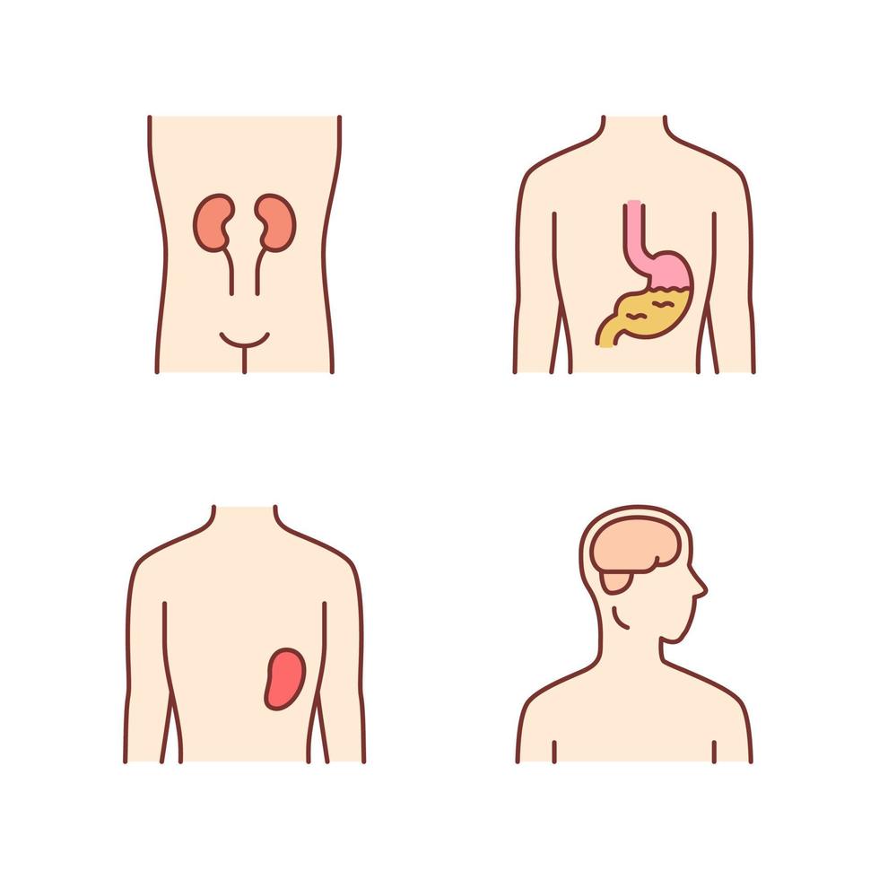 Healthy human organs color icons set. Kidney and spleen in good health. Functioning stomach. Wholesome brain. Internal body parts in good shape. Isolated vector illustrations