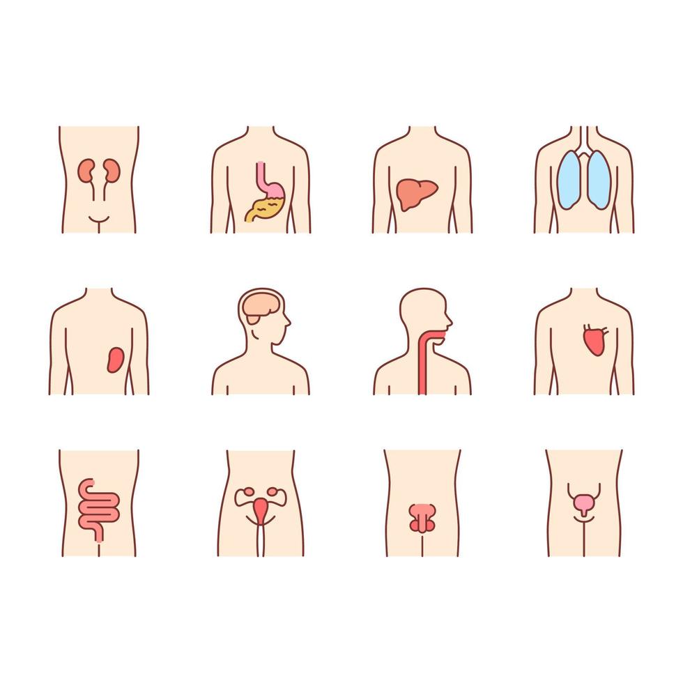 Conjunto de iconos de colores de órganos humanos sanos. garganta y pulmones en buen estado de salud. funcionamiento del corazón y la vejiga urinaria. hígado sano. partes internas del cuerpo en buen estado. ilustraciones vectoriales aisladas vector