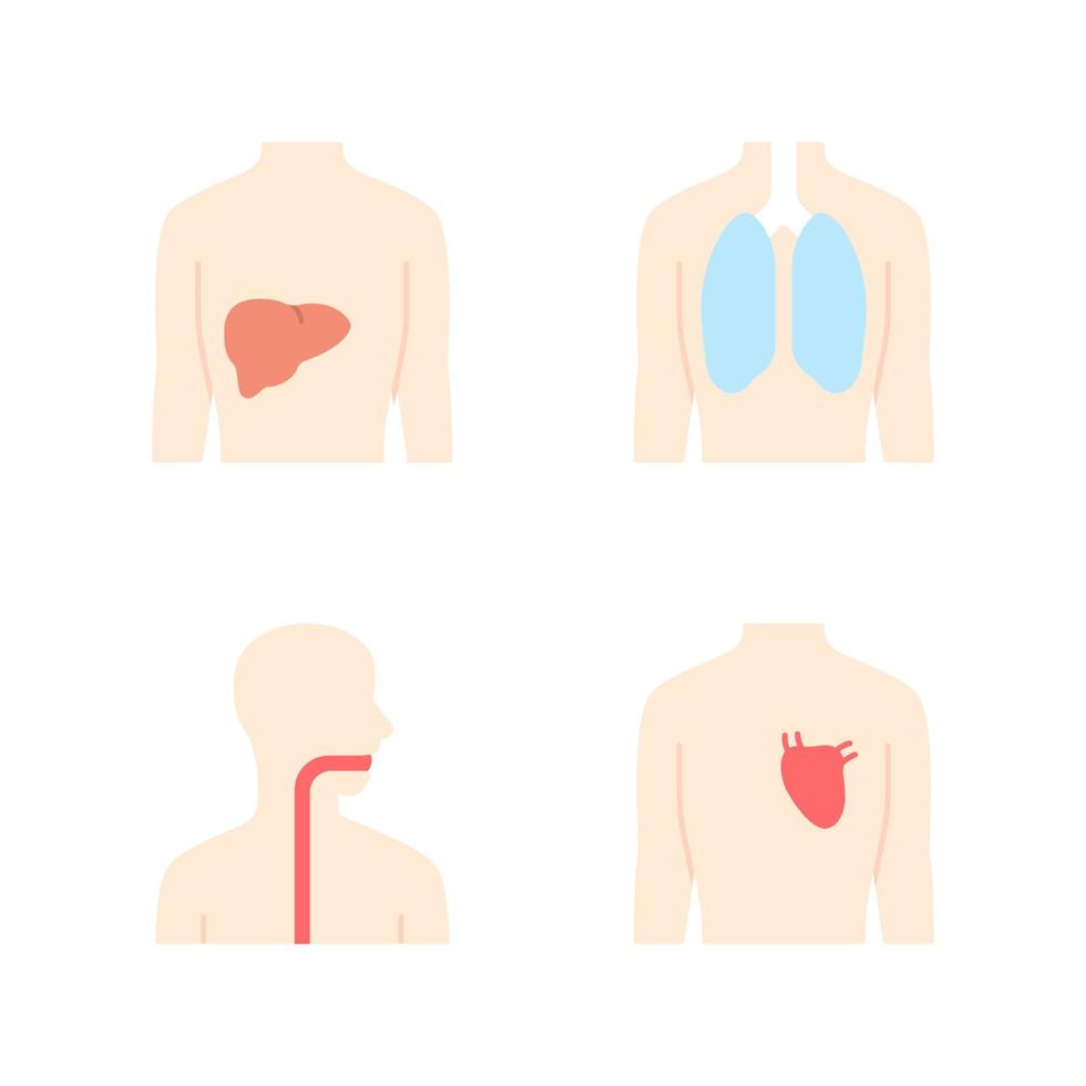 Conjunto de iconos de colores de larga sombra de diseño plano de órganos humanos sanos. hígado y pulmones en buen estado de salud. corazón en funcionamiento. garganta sana. partes internas del cuerpo en buen estado. ilustraciones de silueta de vector