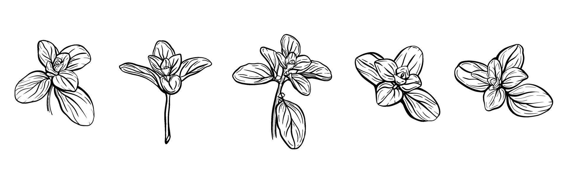 Set of basil leaves vector
