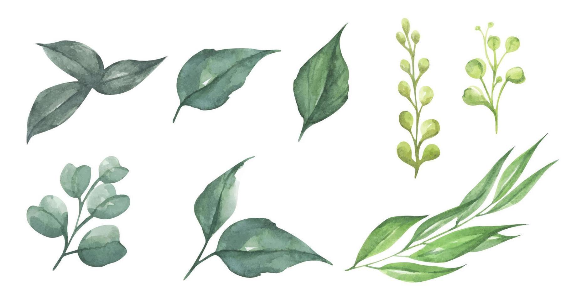 Set watercolor design elements of green leaves. Botanic illustration. vector