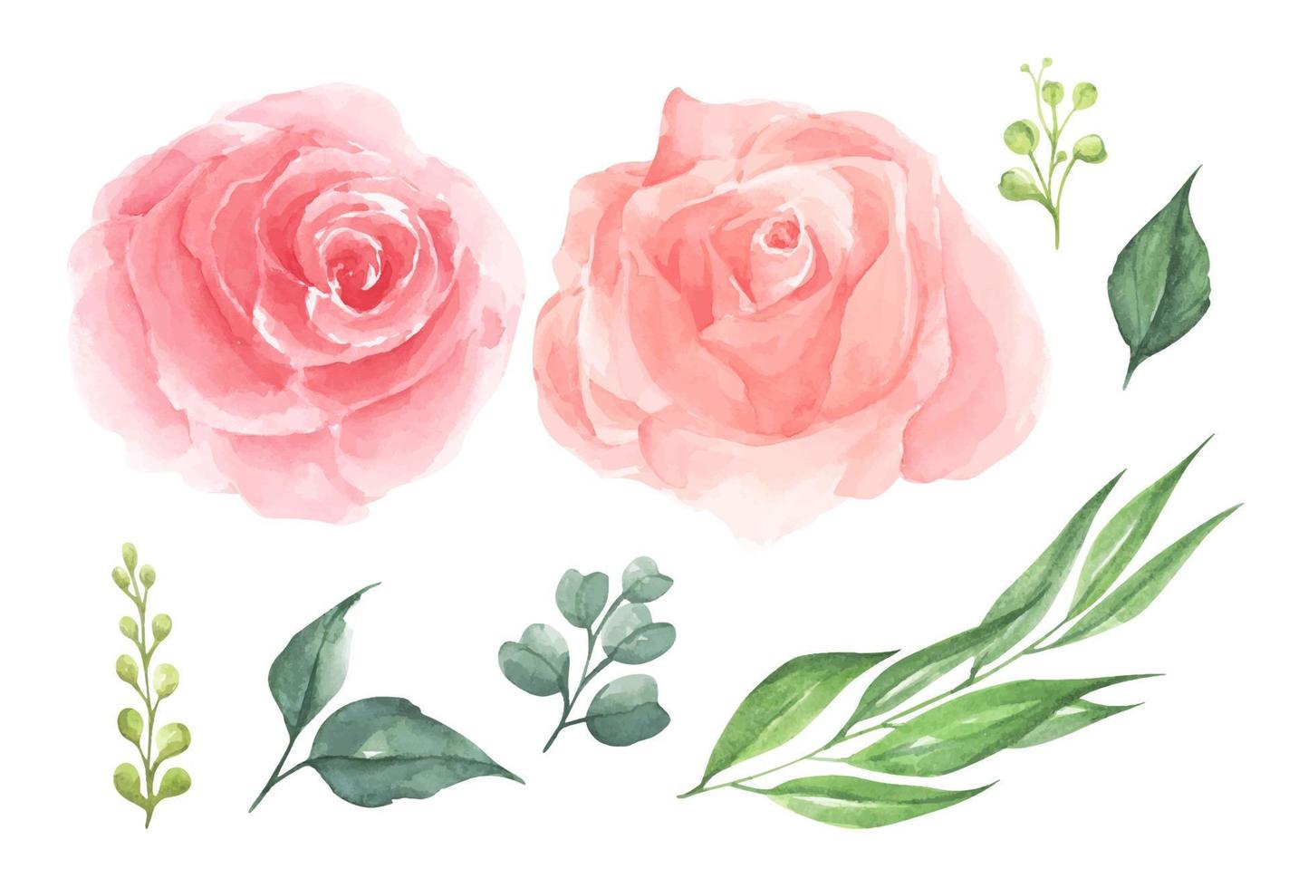 Set of rose flower. Watercolor illustration. vector