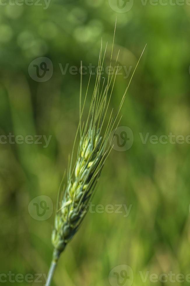 trigo verde en el campo de la granja orgánica foto