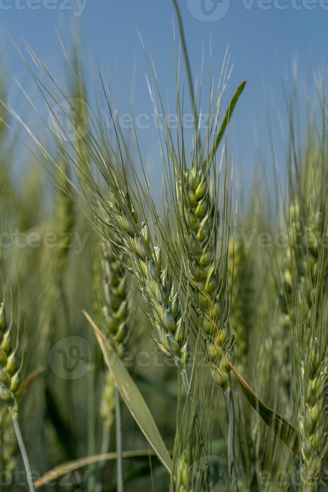 Green wheat at organic farm field photo