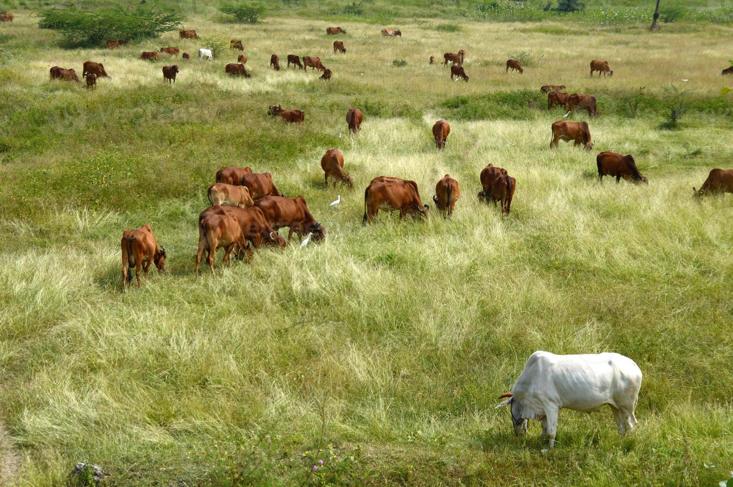 vacas y toros pastando en un exuberante campo de hierba foto
