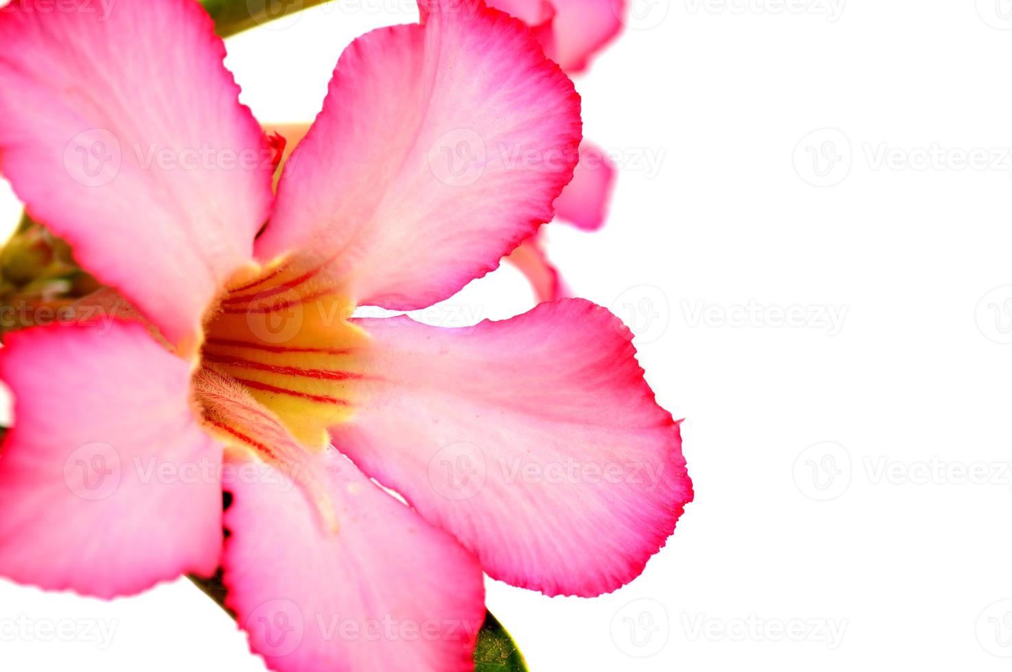 fondo floral. Cerca de adenium rosa flor tropical. rosa del desierto sobre fondo blanco. foto