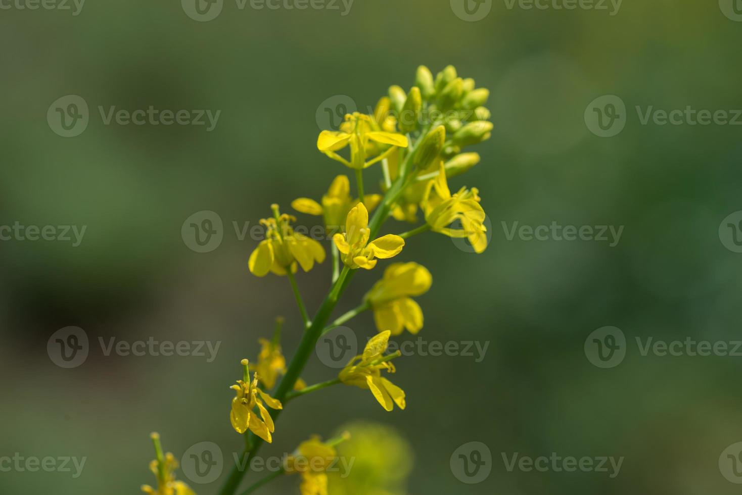 Mustard flowers blooming on plant at farm field with pods. close up. photo