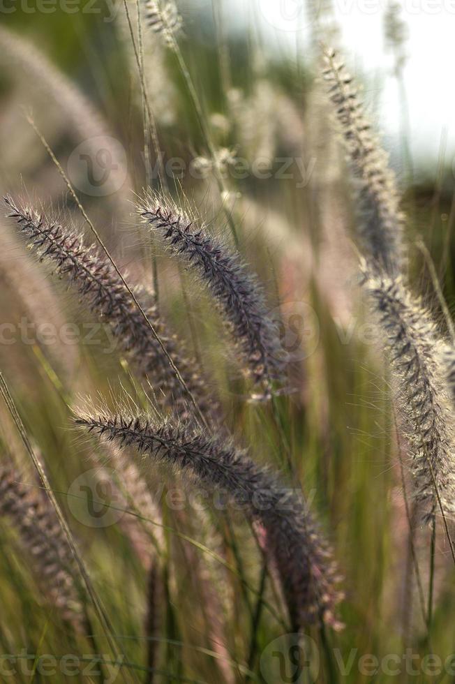 Fountain Grass Ornamental Plant in Garden with soft focus background photo